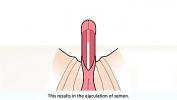 Watch video sex The male orgasm explained high speed