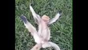 Video sex hot Um Macaco morreu online high quality