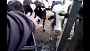 Free download video sex new COWS in field and on bridge SEE DETAILS on 16 Jun 2021 short version HD online